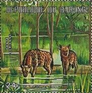 Spotted Hyena (Crocuta crocuta)