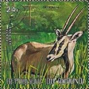Beisa Oryx (Oryx gazella beisa)