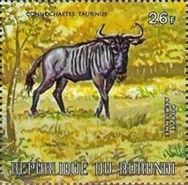 Blue Wildebeest (Connochaetes taurinus)