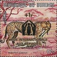 Cheetah (Acinonyx jubatus)