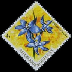 Thelymitra pauciflora