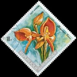 Platycoryne crocea