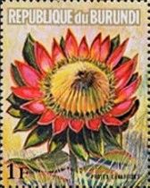 Protea cynaroides