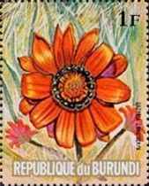 Gazania longiscapa