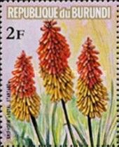 Kniphofia sp.