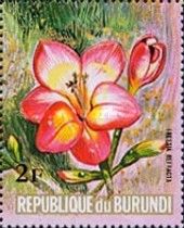 Freesia refracta