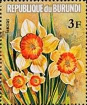Narcissus sp.
