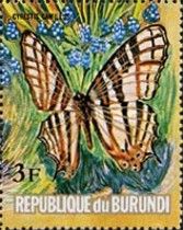 African map Butterfly (Cyrestis camillus)