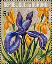 Iris tingitana
