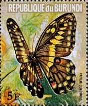 Citrus Swallowtail (Papilio demodocus)