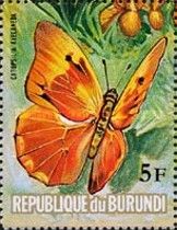 Red-splashed Sulphur (Catopsilia avelaneda)