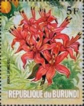 Nerine sarniensis