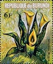 Zantedeschia tropicalis