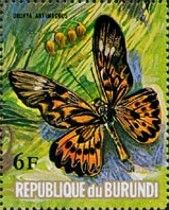 African Giant Swallowtail (Drurya antimachus)