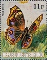 Blue Pansy (Precis orithia)
