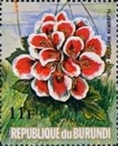 Pelargonium domesticum