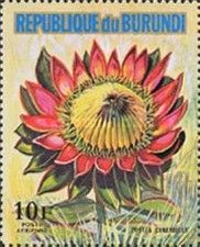 Protea cynaroides