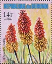 Kniphofia sp.