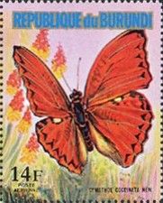 Common Red Glider (Cymothoe coccinata)