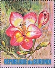 Freesia refracta