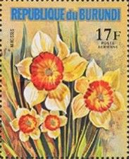 Narcissus sp.