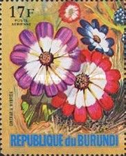 Cineraria hybrida