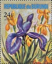 Iris tingitana