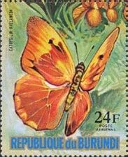 Red-splashed Sulphur (Catopsilia avelaneda)