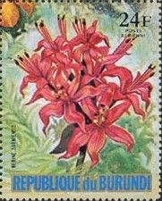 Nerine sarniensis