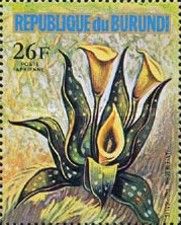 Zantedeschia tropicalis