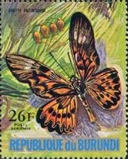 African Giant Swallowtail (Drurya antimachus)