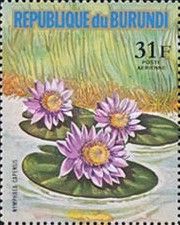Nymphaea capensis