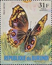 Blue Pansy (Precis orithia)