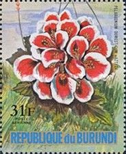 Pelargonium domesticum