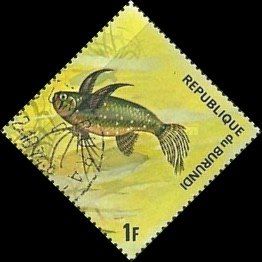 Freshwater Butterflyfish (Pantodon buchholtzi)