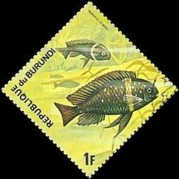 White Spotted Cichlid (Tropheus duboisi)