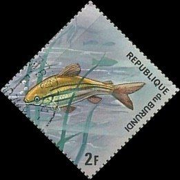 Three-lined African Tetra (Nannaethiops tritaeniatus)
