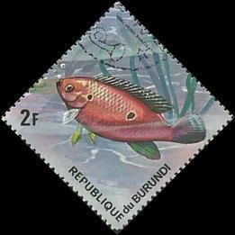 Jewel Cichlid (Hemichromis bimaculatus)