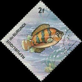 African Leaffish (Polycentropsis abbreviata)