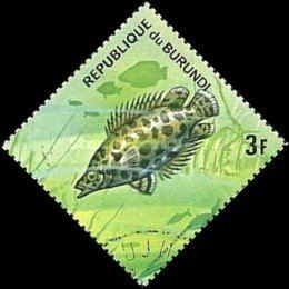 African Spotted Leaffish (Ctenopoma acutirostre)