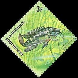 Redbelly Tilapia (Tilapia melanopleura)