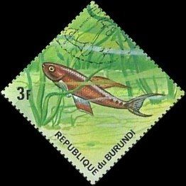 Twostripe Lyretail (Aphyosemion bivittatum)