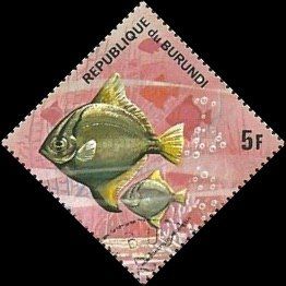 Silver Moony (Monodactylus argenteus)