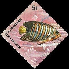 Regal Angelfish (Pygoplites diacanthus)