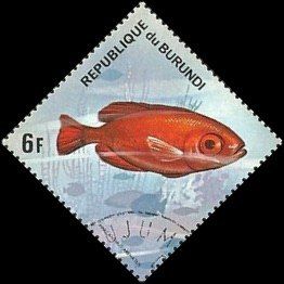 Atlantic Bigeye (Priacanthus arenatus)