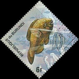 Rainbow Parrotfish (Scarus guacamaia)