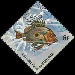 John Dory (Zeus faber)