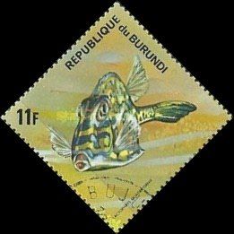 Scrawled Cowfish (Lactophrys quadricornis)