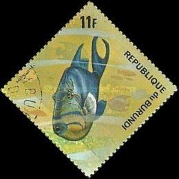 Queen Triggerfish (Balistes vetula)