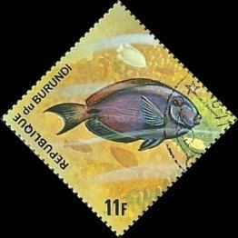 Ocean Surgeonfish (Acanthurus bahianus)